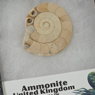 Limestone Ammonite Riker Box