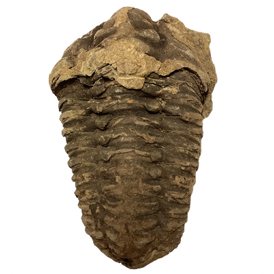 Large Trilobite Fossil