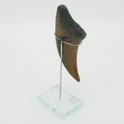Tyrannosaurus Rex Vertical Claw