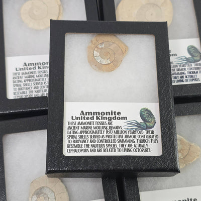 Limestone Ammonite Riker Box