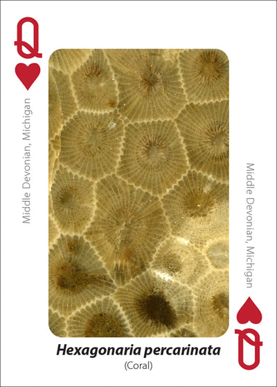 Fossils Playing Cards