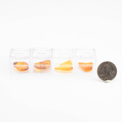 Insect Amber in Magnifying Case