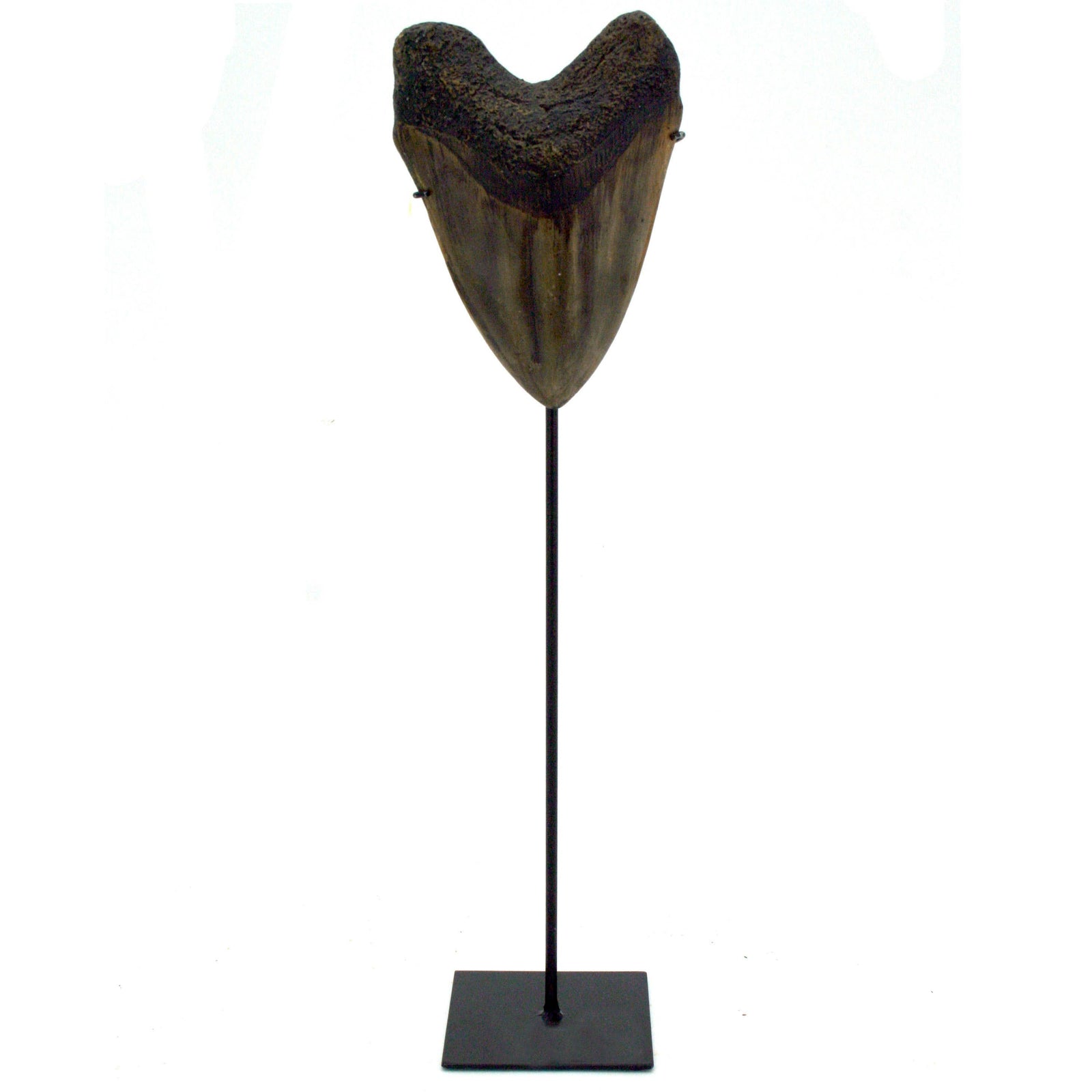 Megalodon Tooth Replica Large