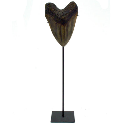 Megalodon Tooth Replica Large