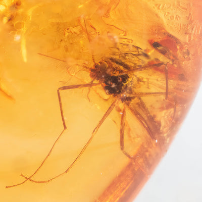 Insect Amber in Magnifying Case