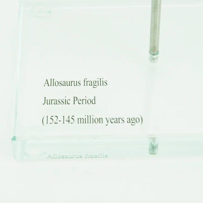 Allosaurus Vertical Claw replica