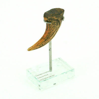 Velociraptor Vertical Claw replica