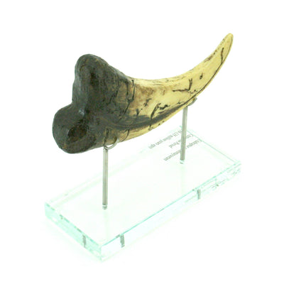 Utahraptor Claw Horizontal replica
