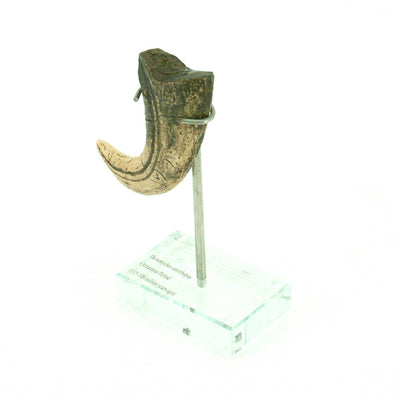 Deinonychus Vertical Claw Replica