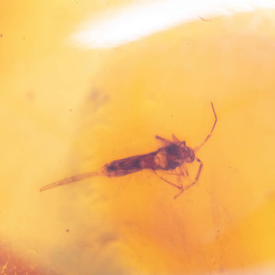 Insect Amber in Magnifying Case