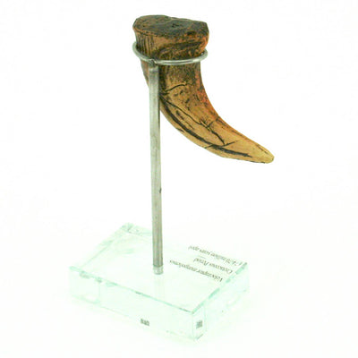 Velociraptor Vertical Claw replica
