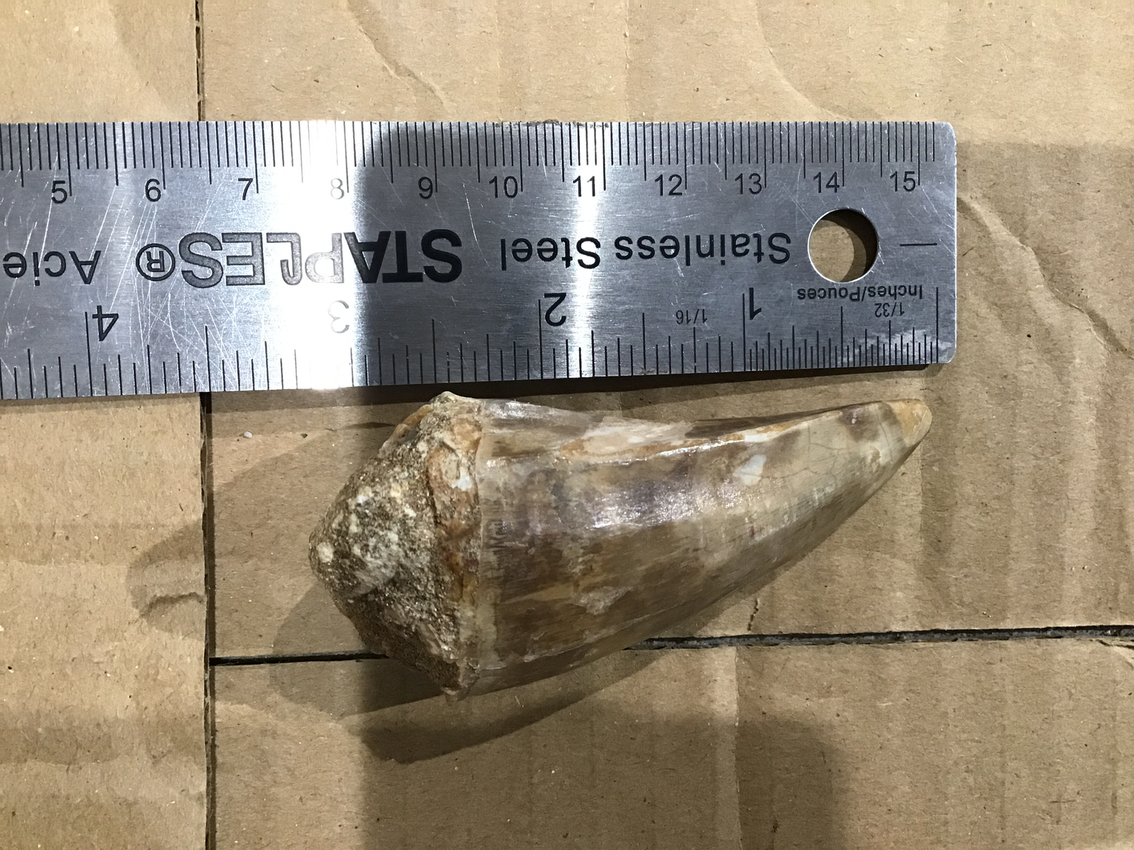 Isolated large mosasaur tooth