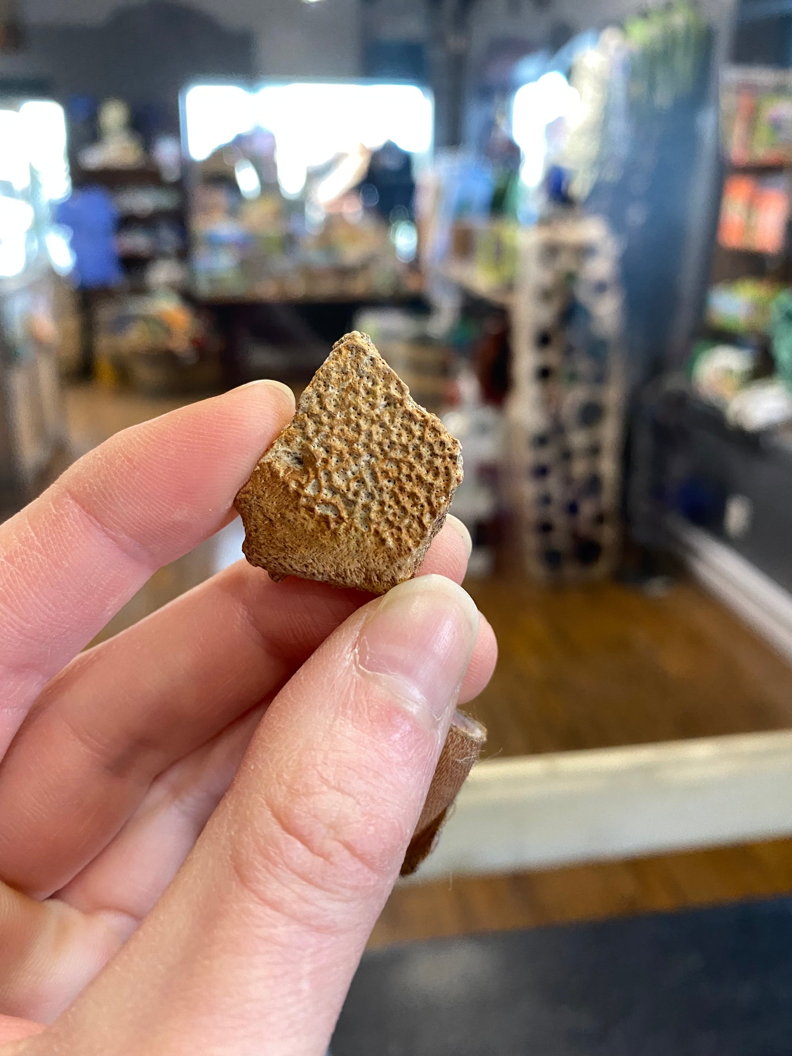 Turtle shell fragment (small)