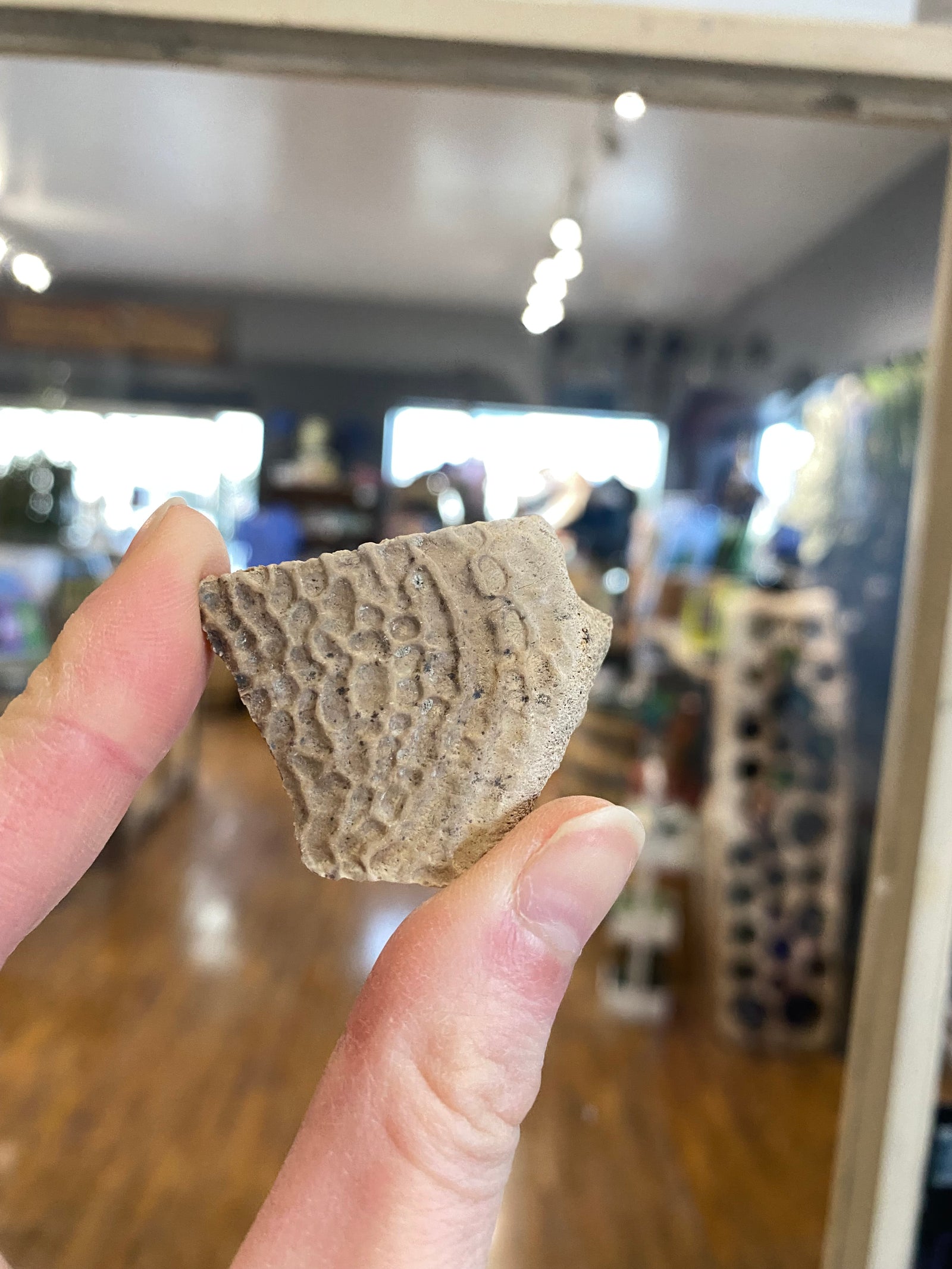 Turtle shell fragment (medium)