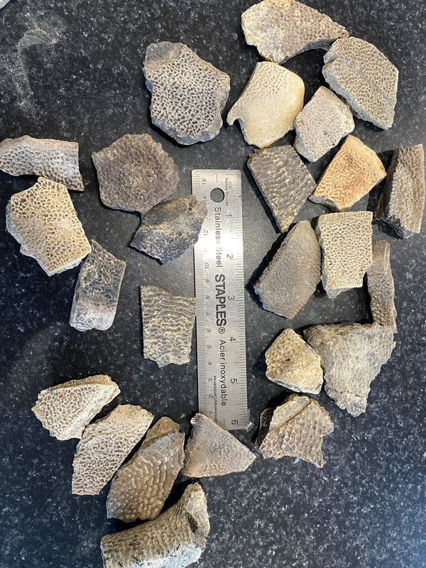 Turtle shell fragment (large) - Dino Lab Inc