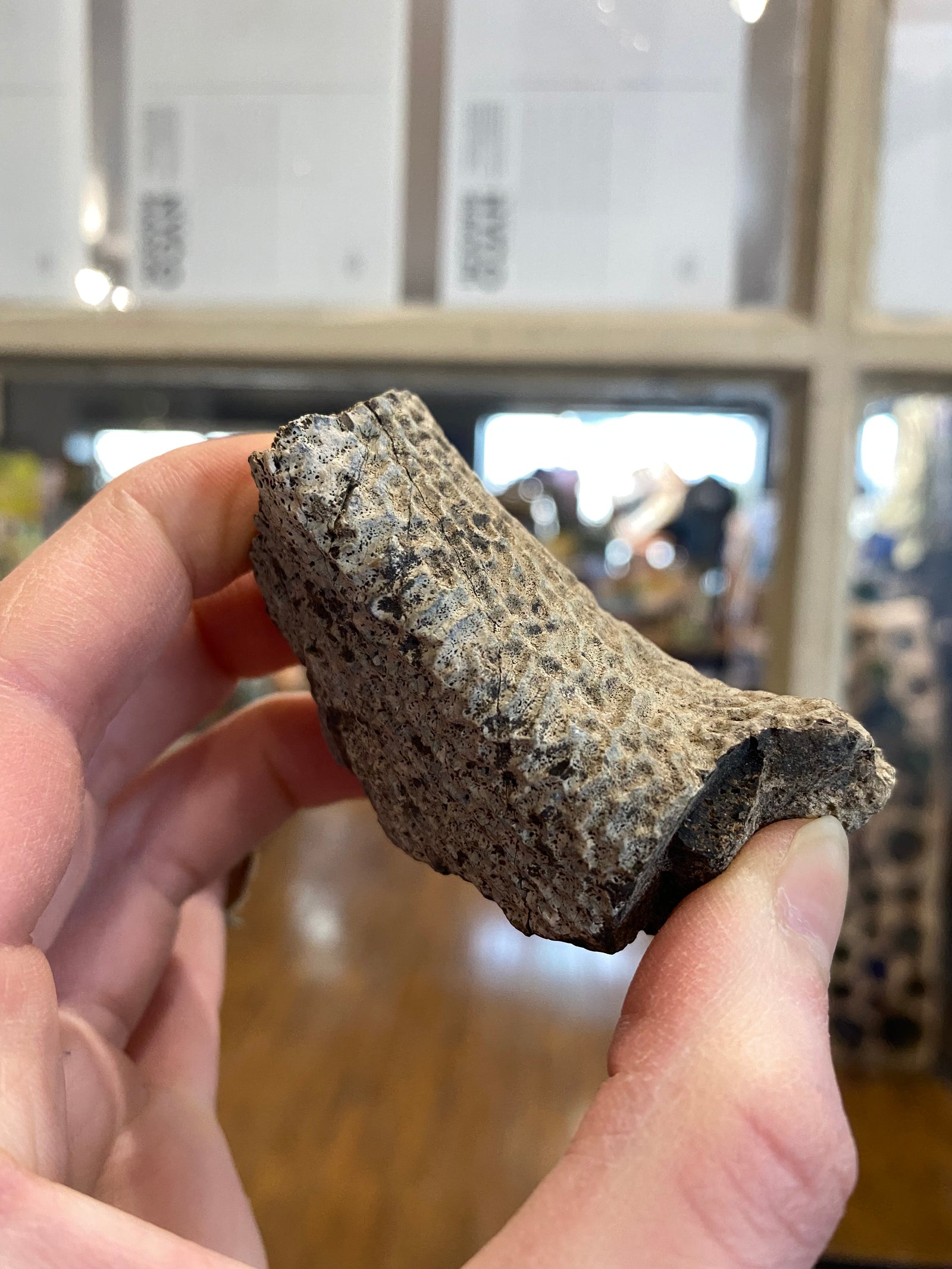 Turtle shell fragment (large)