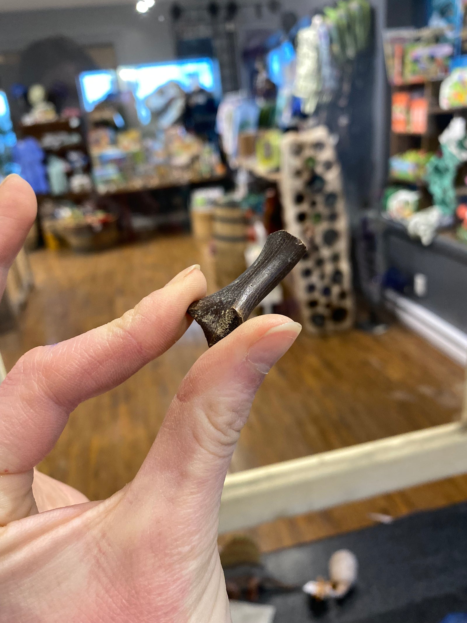 Turtle bone fragment