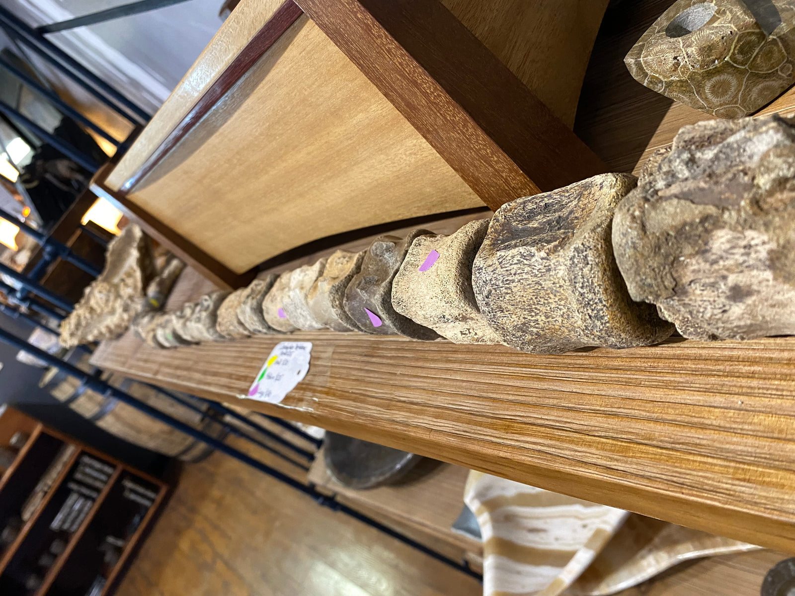 Small ceratopsian vertebrae