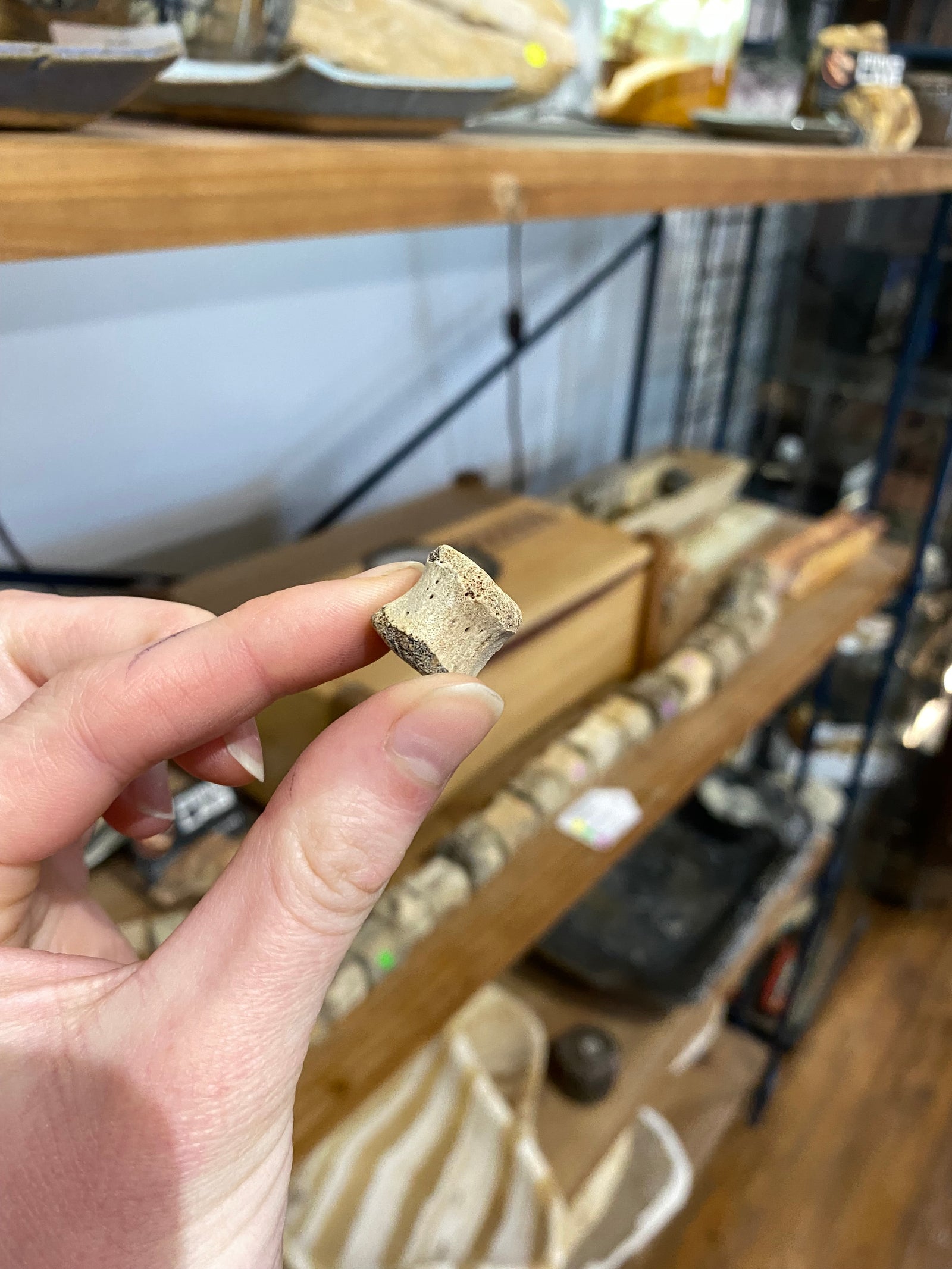 XSmall ceratopsian vertebrae