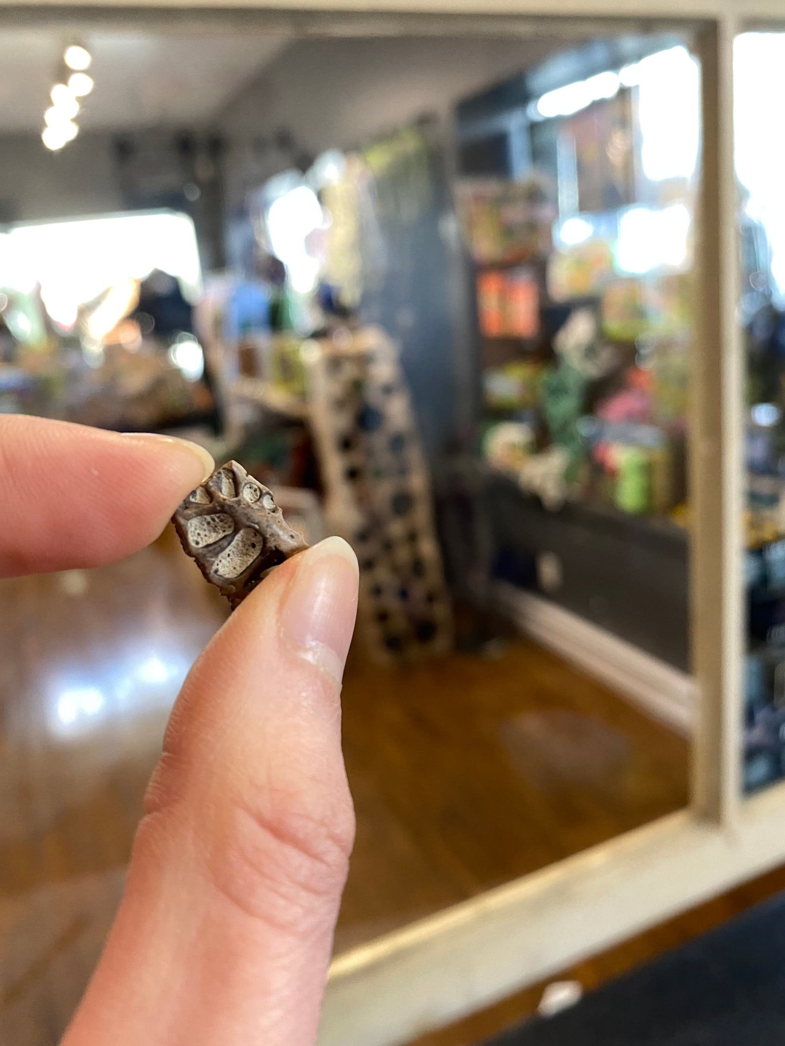 Crocodilian scute (xsmall)