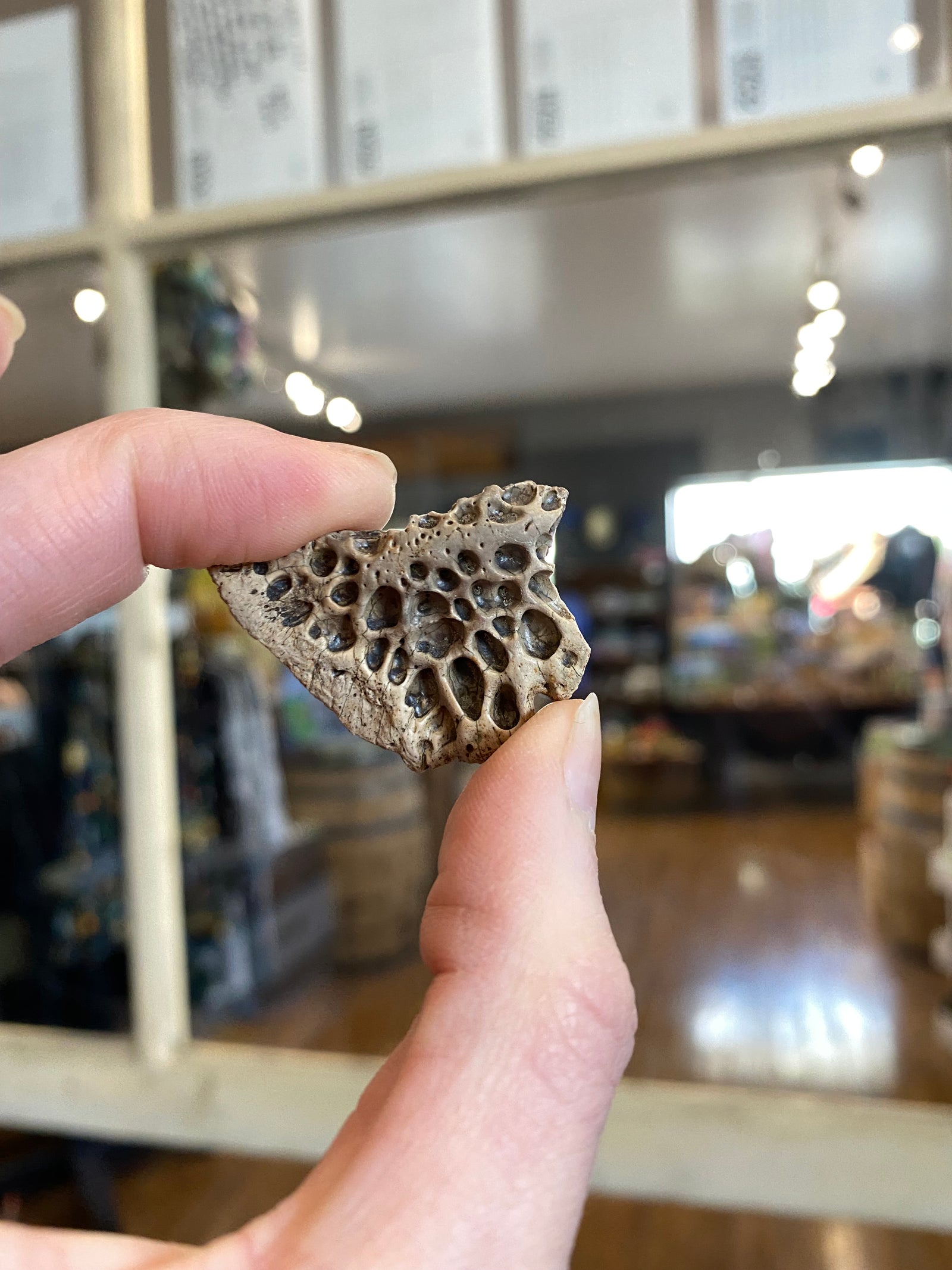 Crocodilian scute (small)