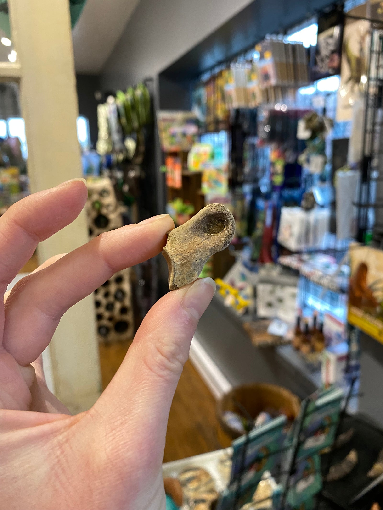 XSmall Theropod Phalanges