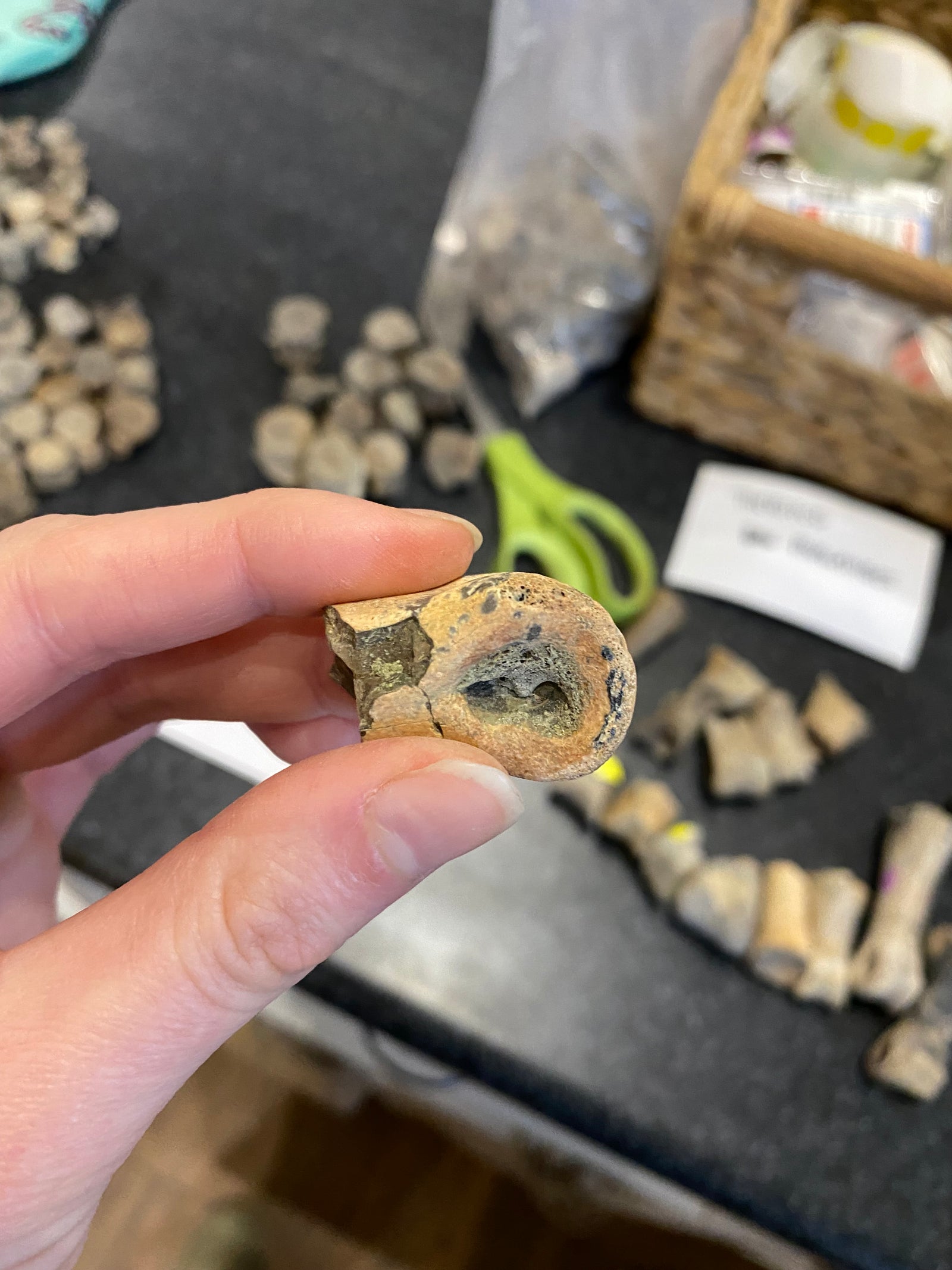 Small Theropod Phalanges