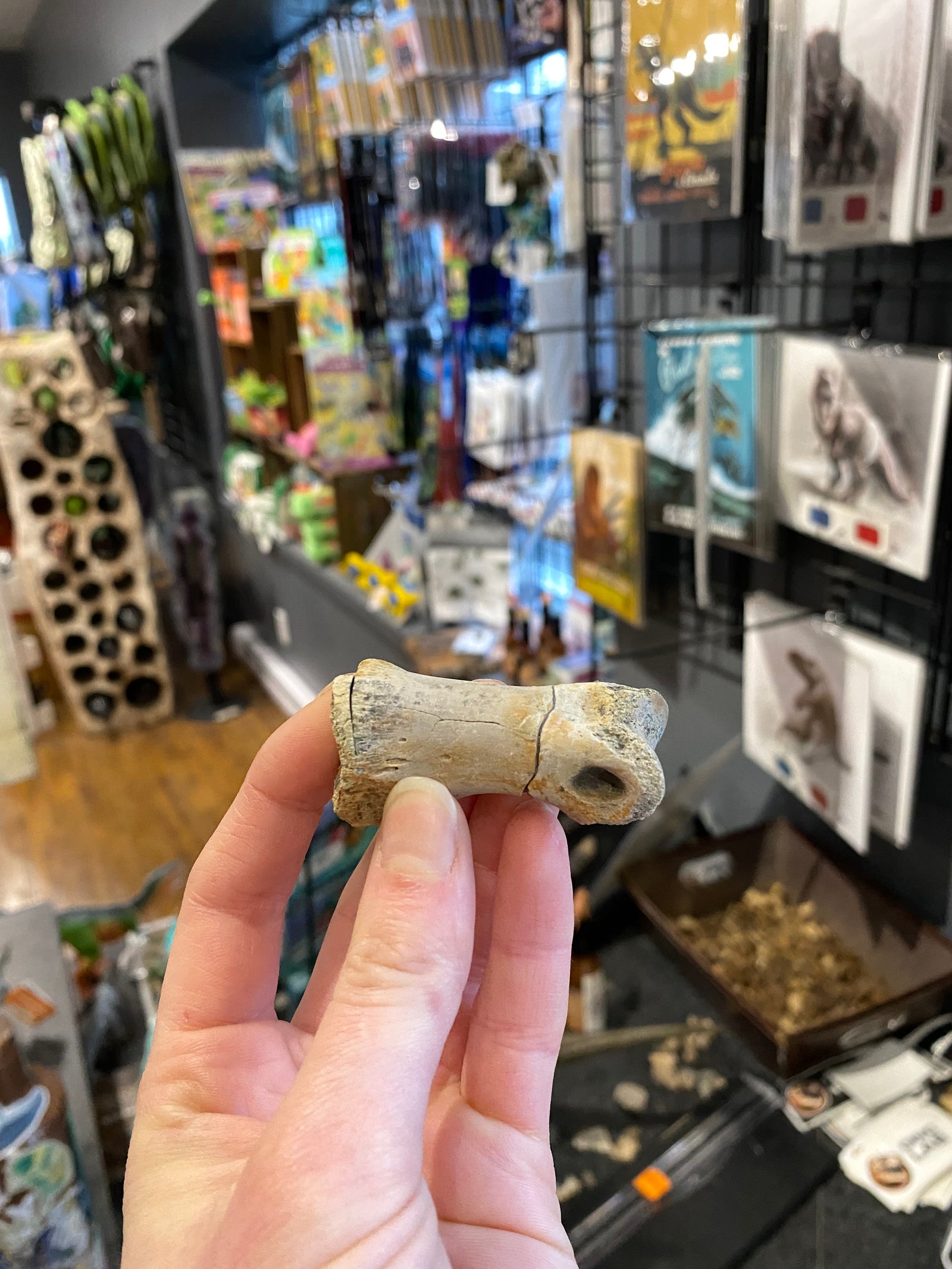 Medium Theropod Phalanges