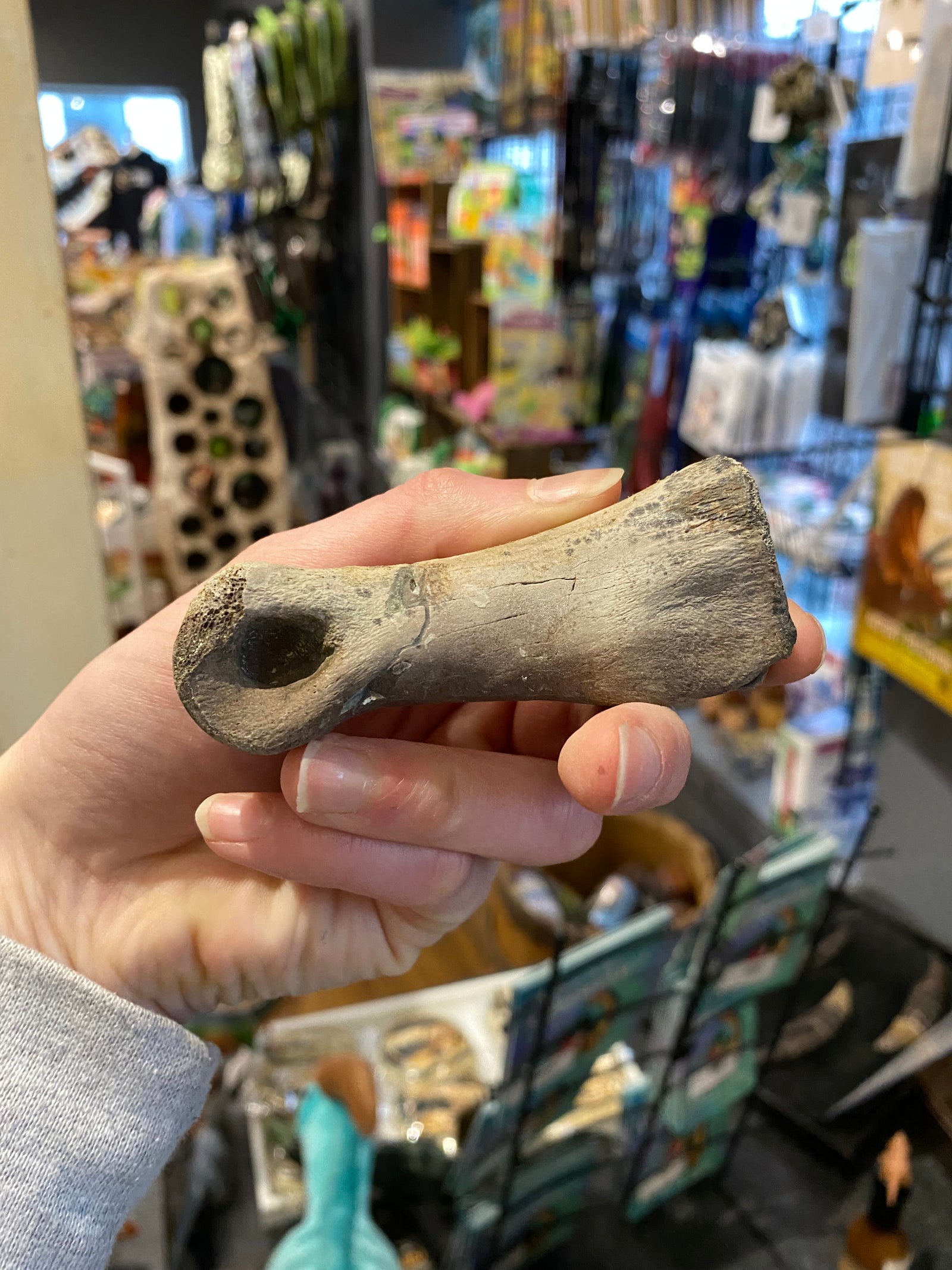 Large Theropod Phalanges
