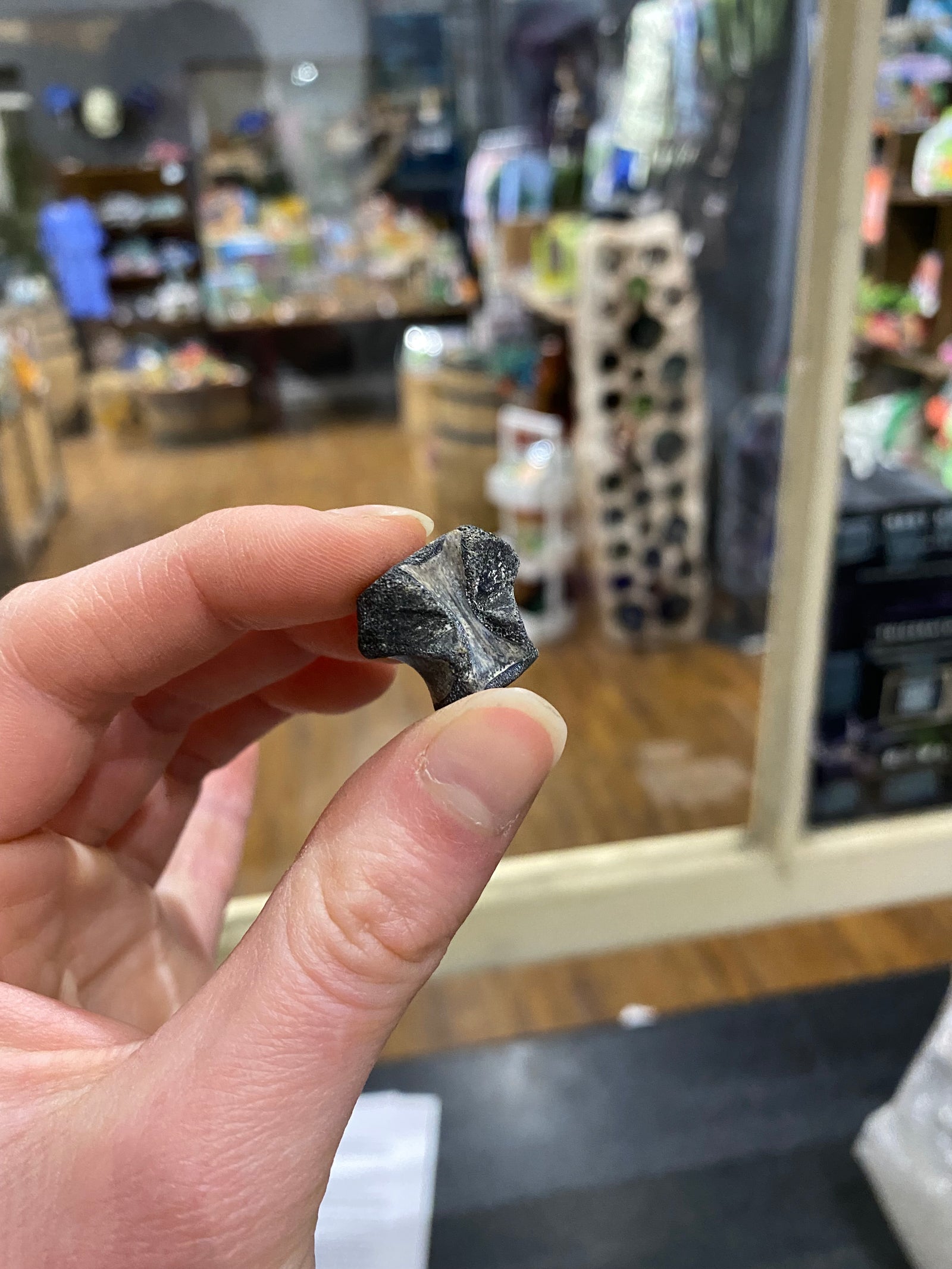 Champsosaurus vertebrae (small)