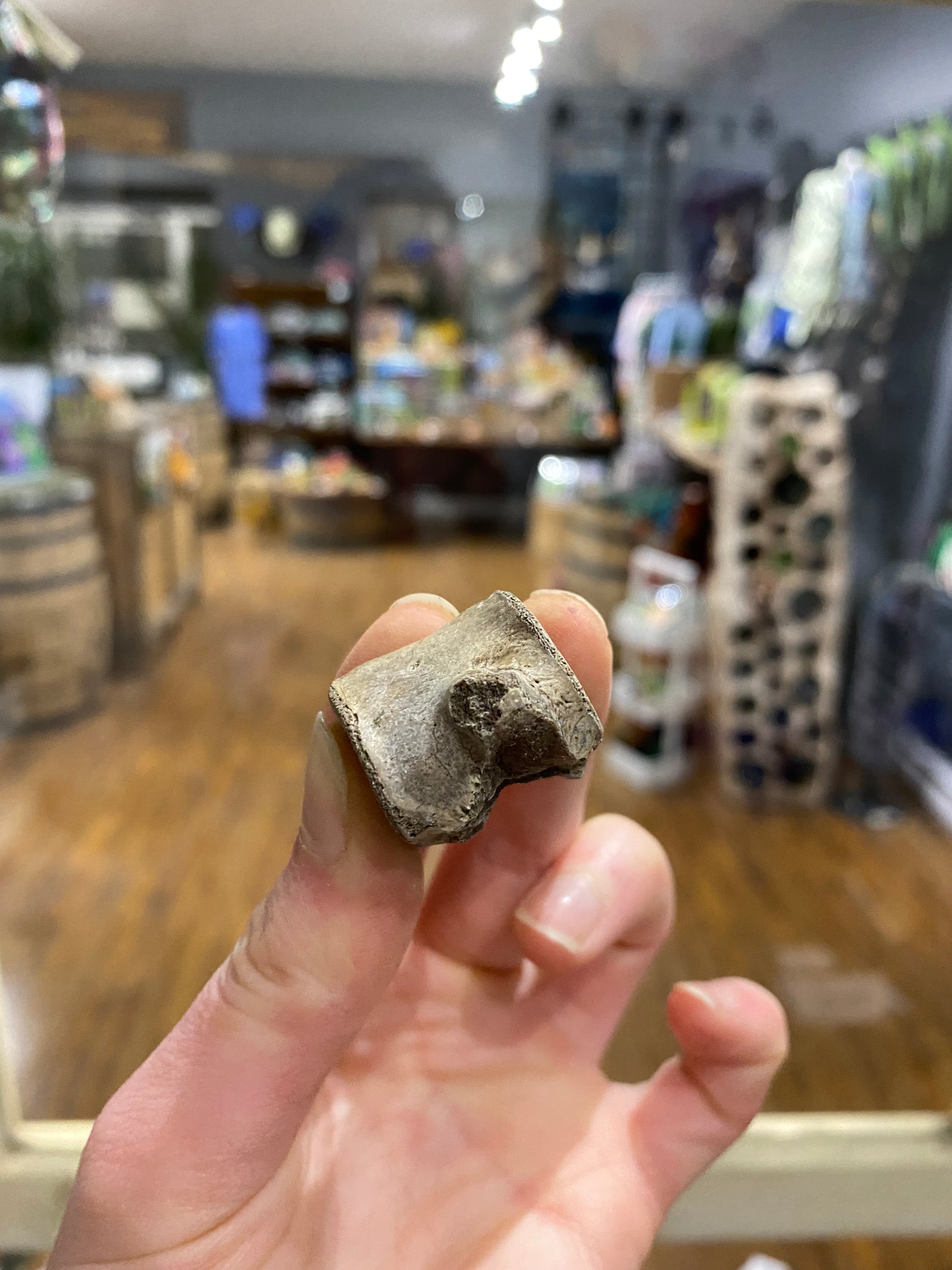 Champsosaurus vertebrae (medium)