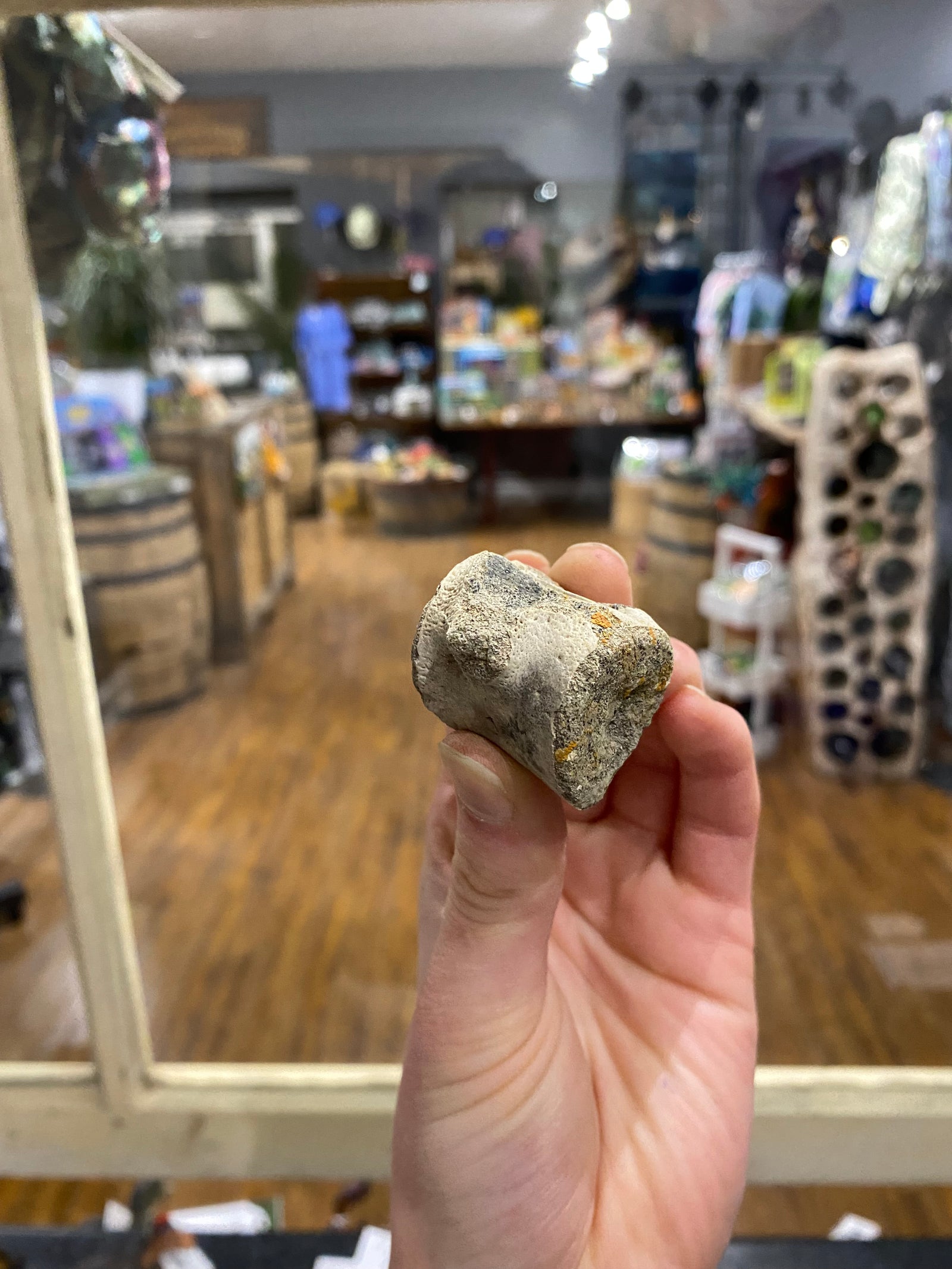 Champsosaurus vertebrae (large)