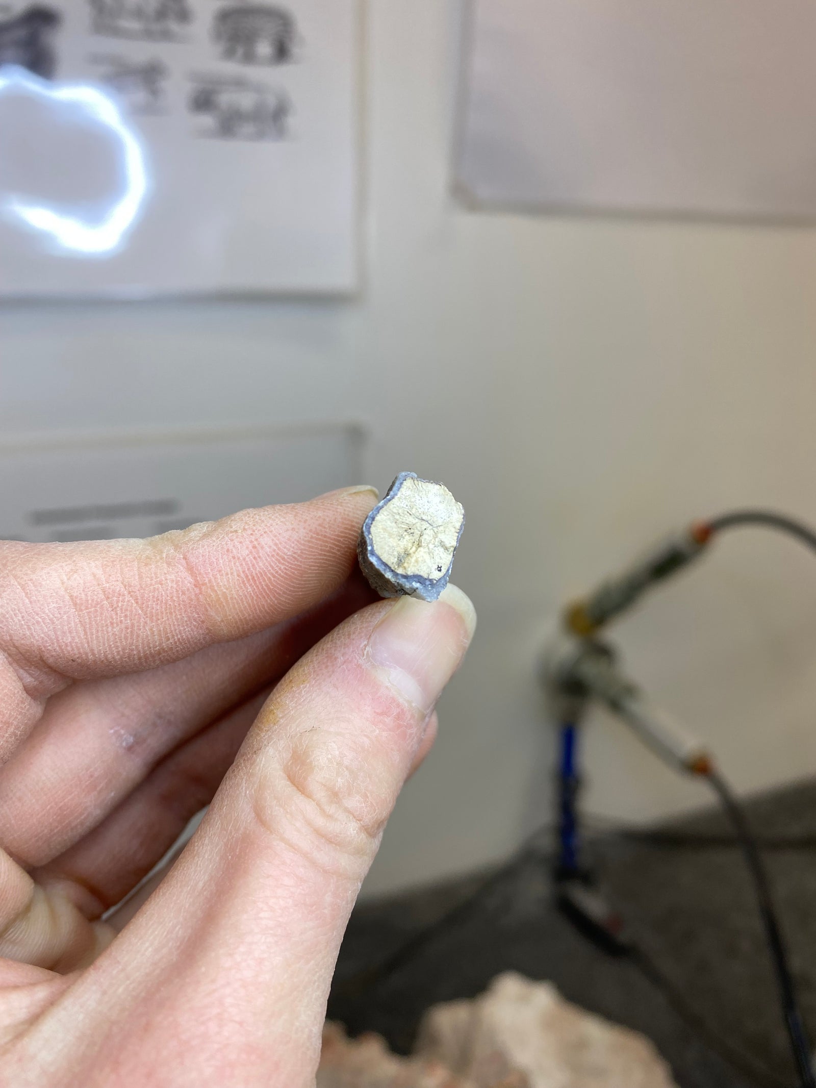 Petrified Wood Chunk (xs)