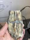 Petrified Wood Chunk (Large)