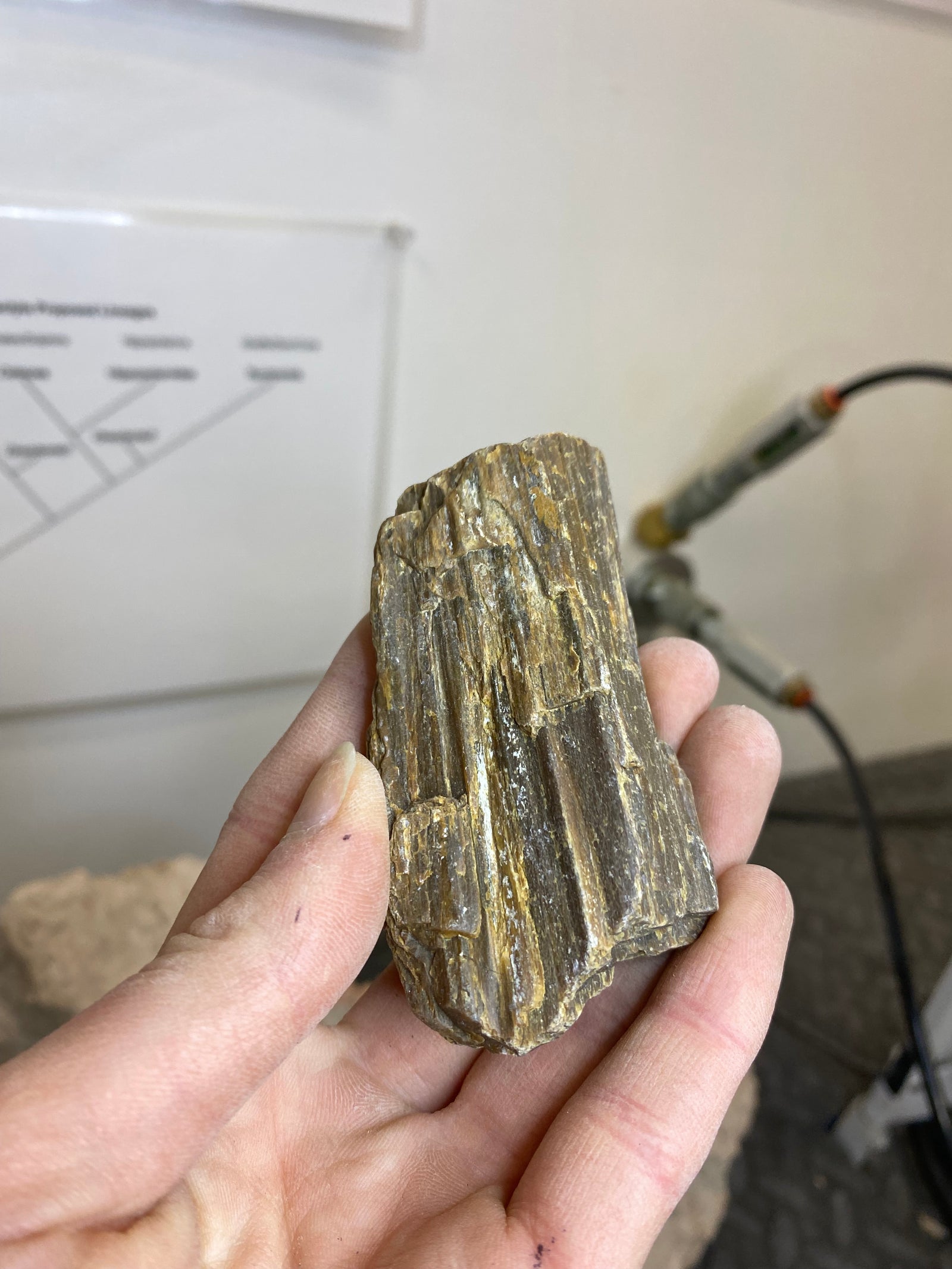 Petrified Wood Chunk (medium)