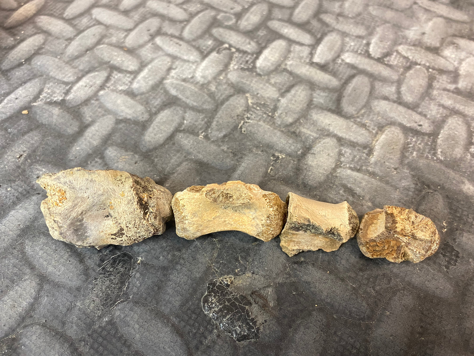 Crocodilian vertebrae