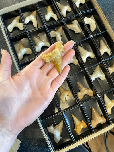 Otodus shark tooth fossil 5-8cm