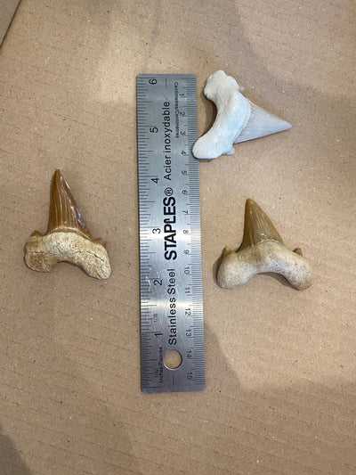 Polished Otodus shark tooth fossil 5cm