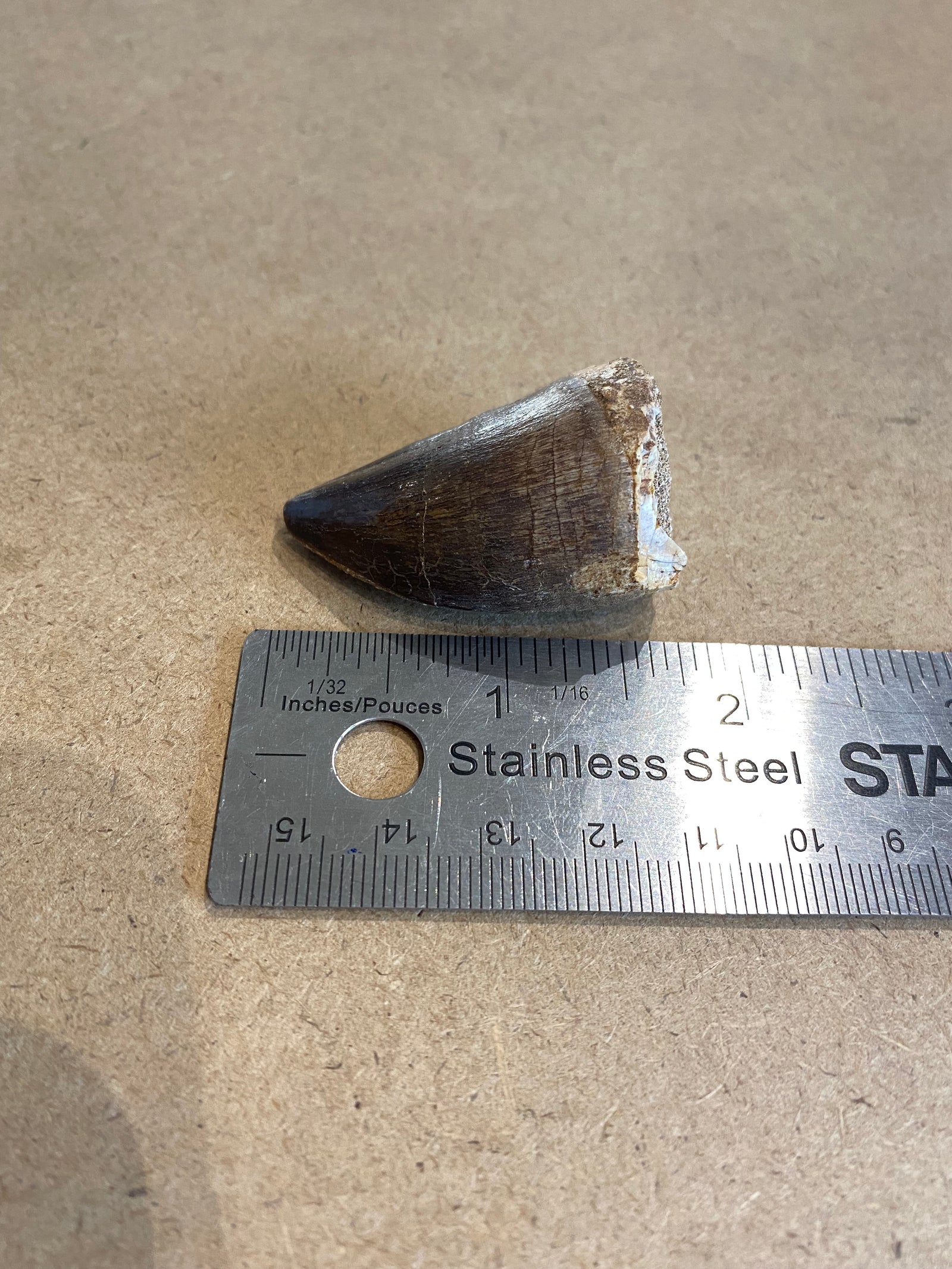 Isolated medium mosasaur tooth