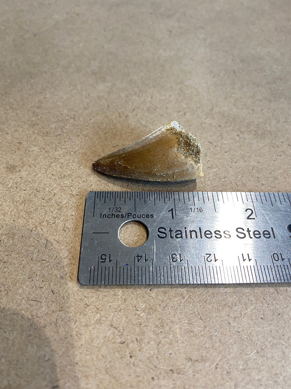 Isolated small mosasaur tooth - Dino Lab Inc