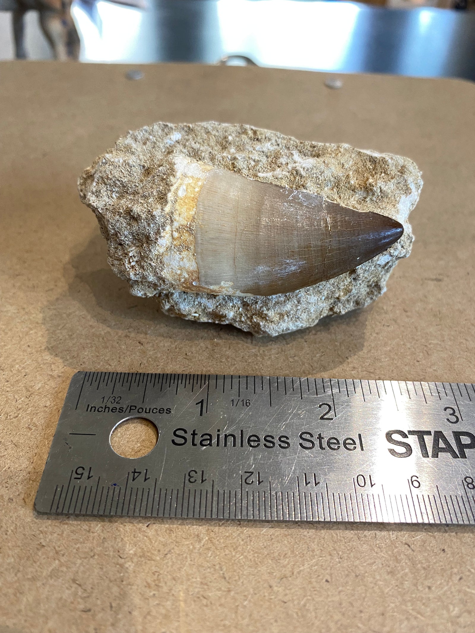Large Mosasaur teeth on rock