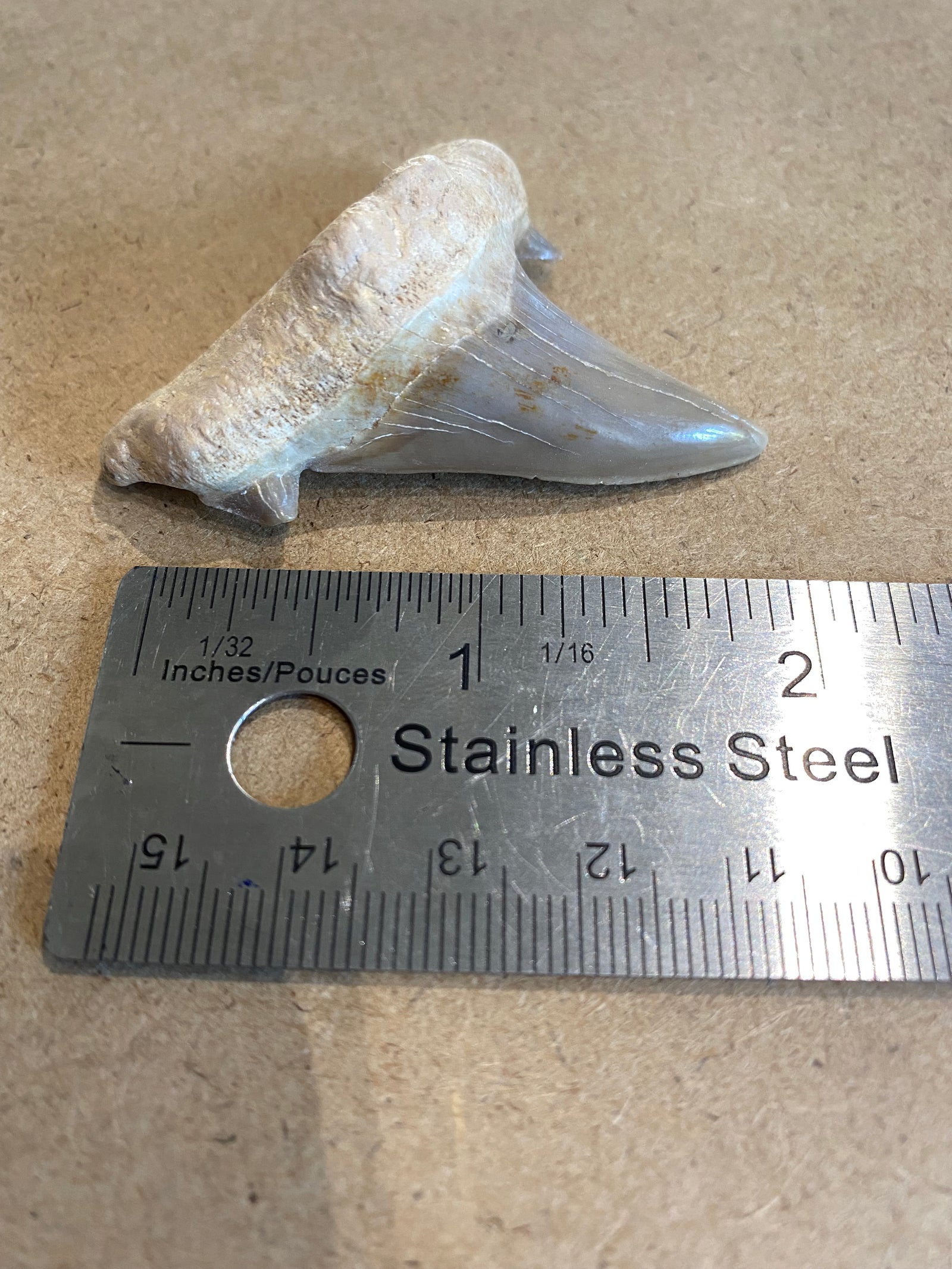 Polished Otodus shark tooth fossil 5cm