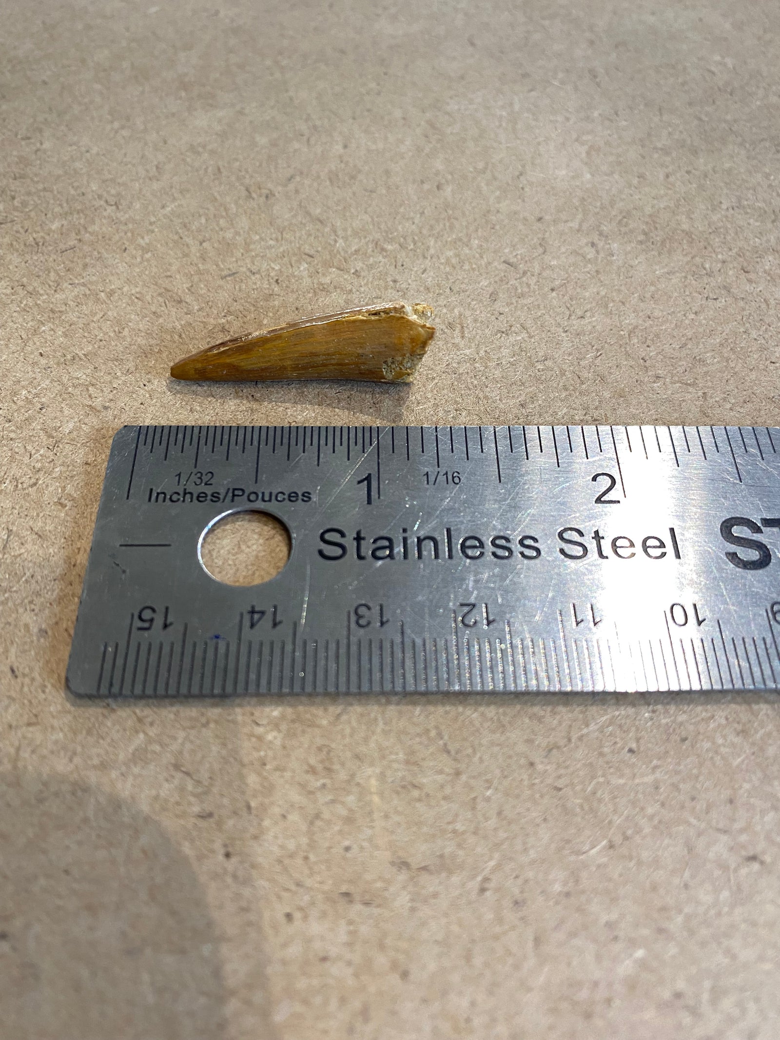 Loose Spinosaurus tooth 1"