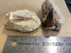 Small-Medium Mosasaur teeth on rock