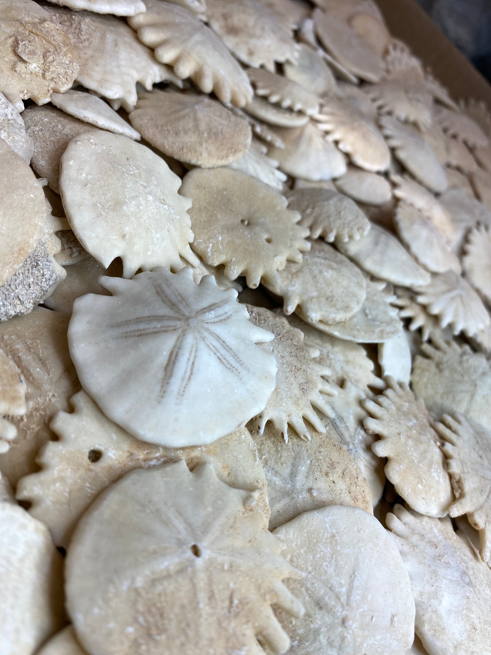 Heliophora sand dollar fossil