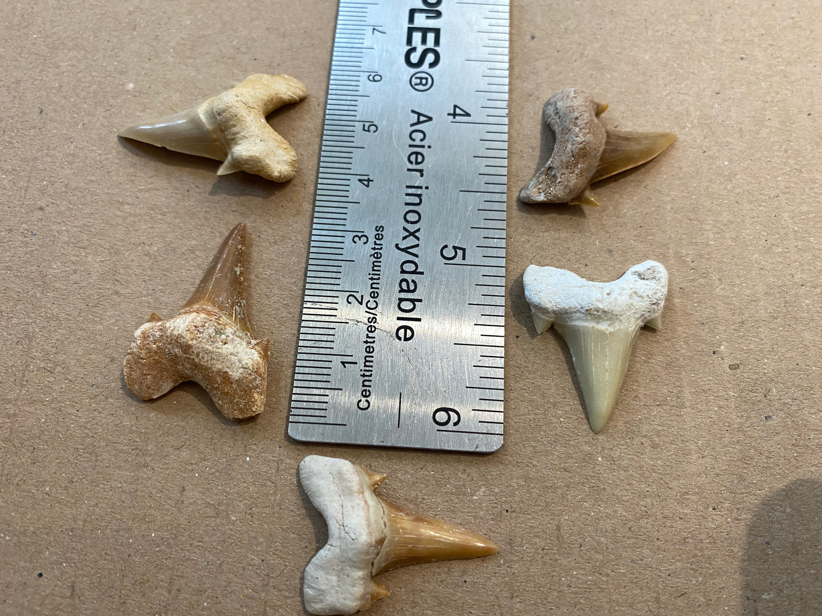 Otodus 3cm loose teeth