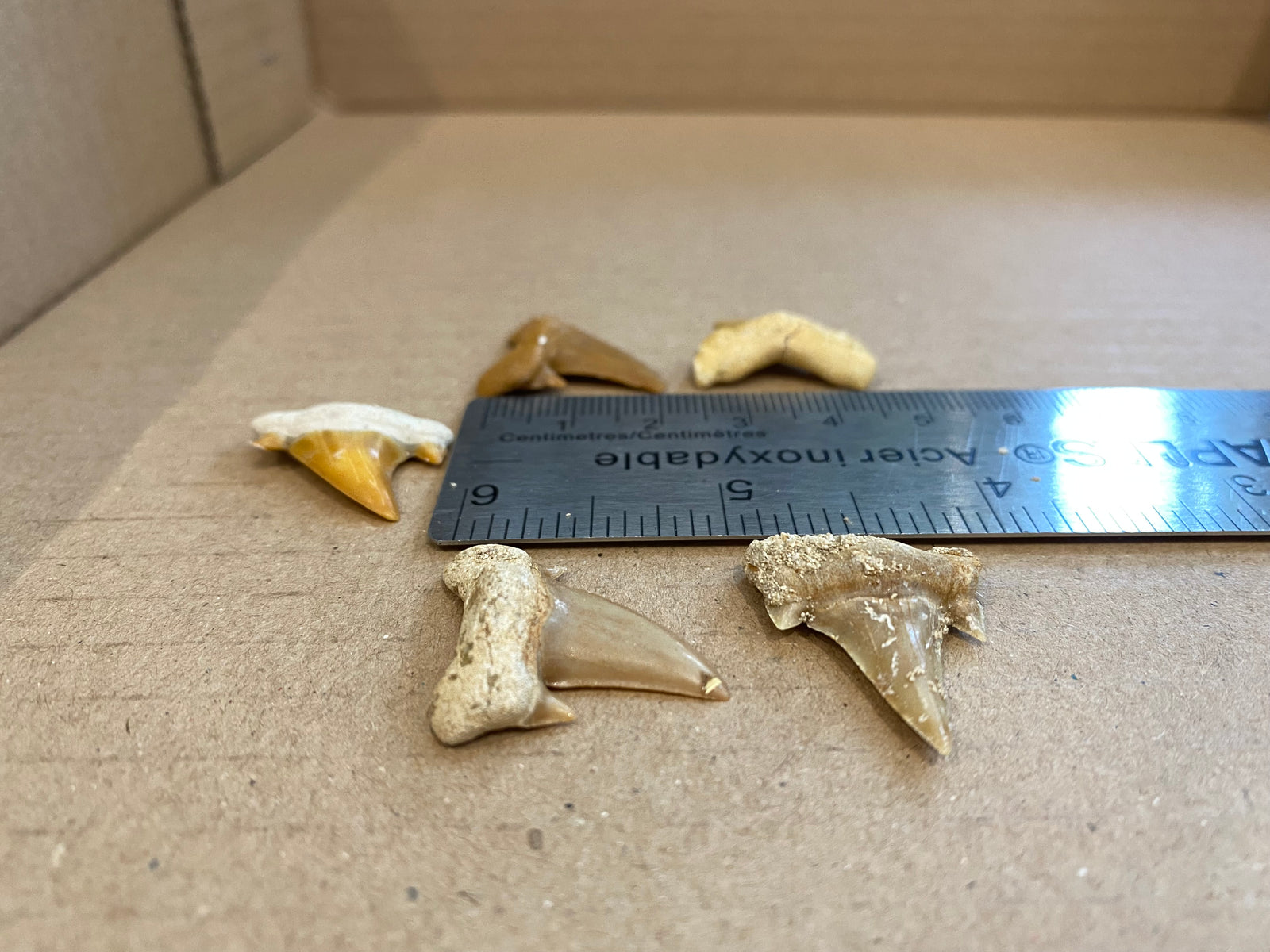 Otodus 2cm loose teeth