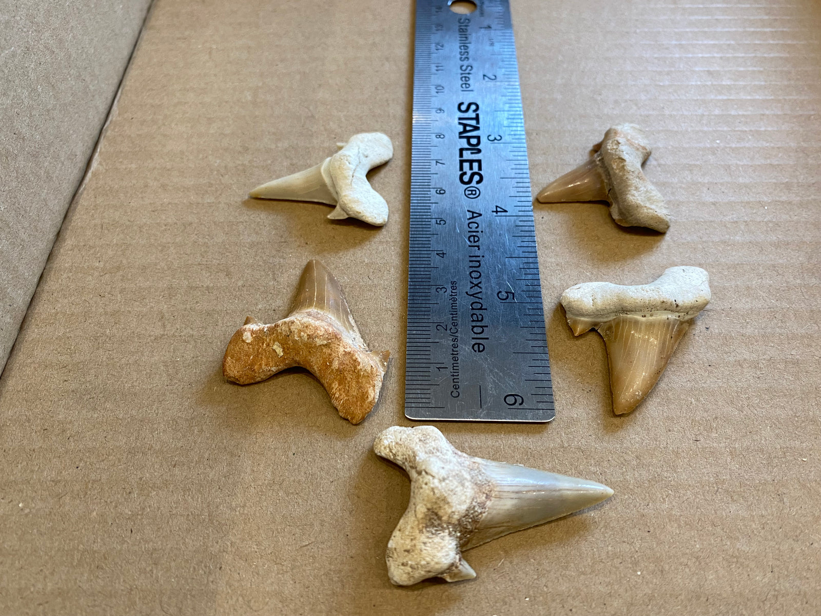 Otodus 4cm loose teeth