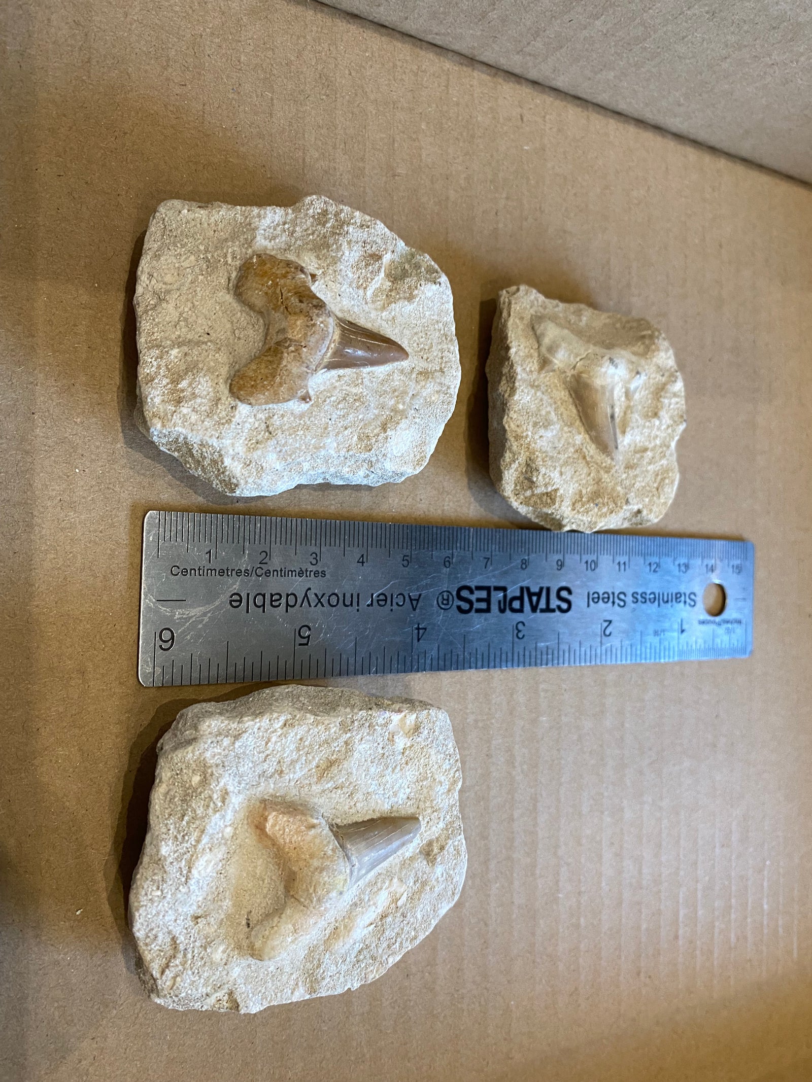 Otodus small teeth on matrix