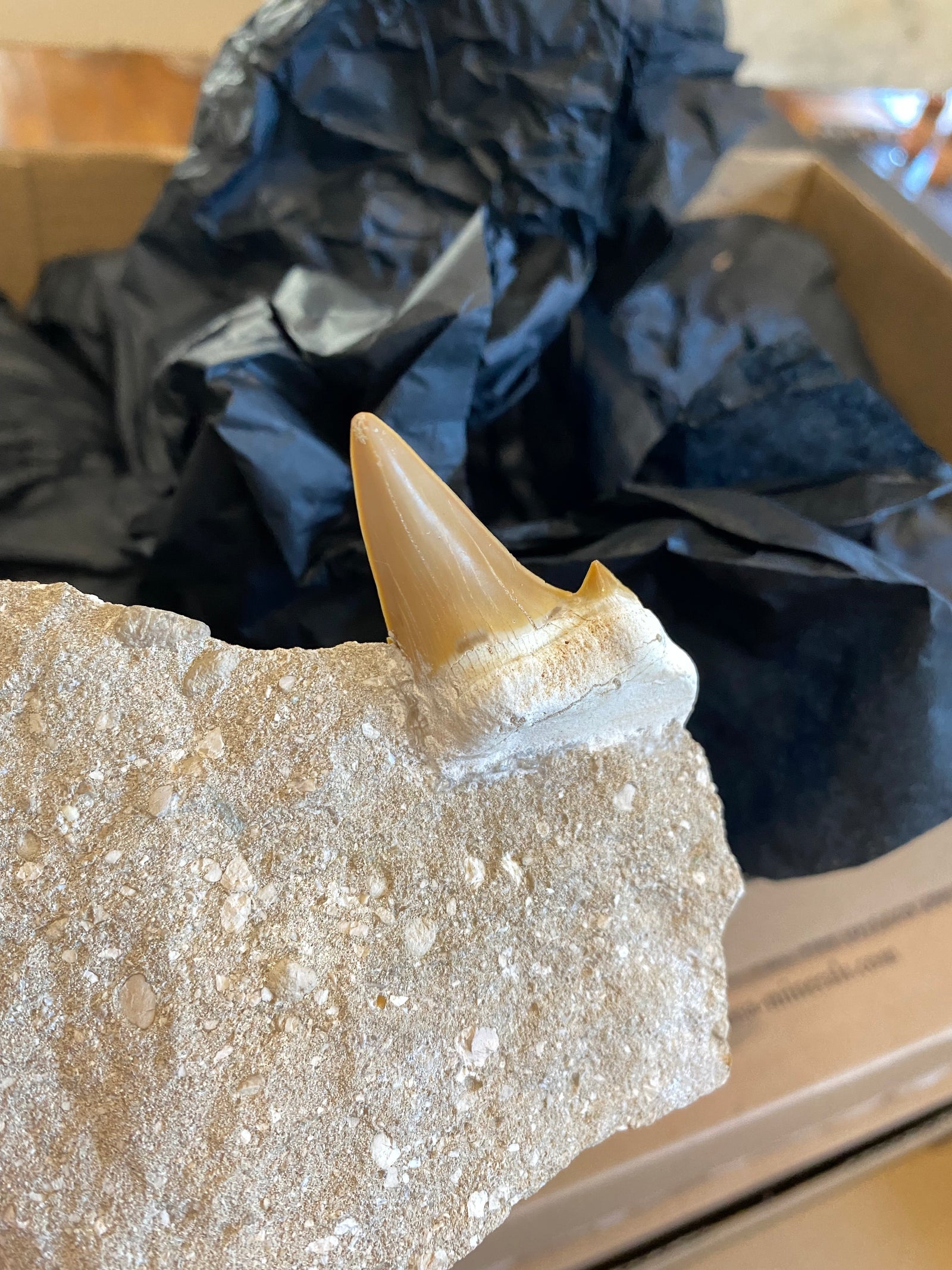 Otodus medium teeth on matrix